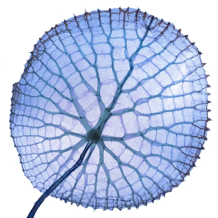Framed Print : Giant Amazon water lily, X-ray Framed Print : Giant Amazon water lily, X-ray