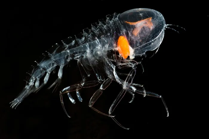Framed Print : Giant Amphipod (Cystisoma sp.) Framed Print : Giant Amphipod (Cystisoma sp.)