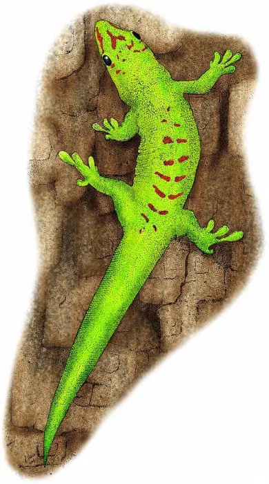 Framed Print : Giant Day Gecko Framed Print : Giant Day Gecko