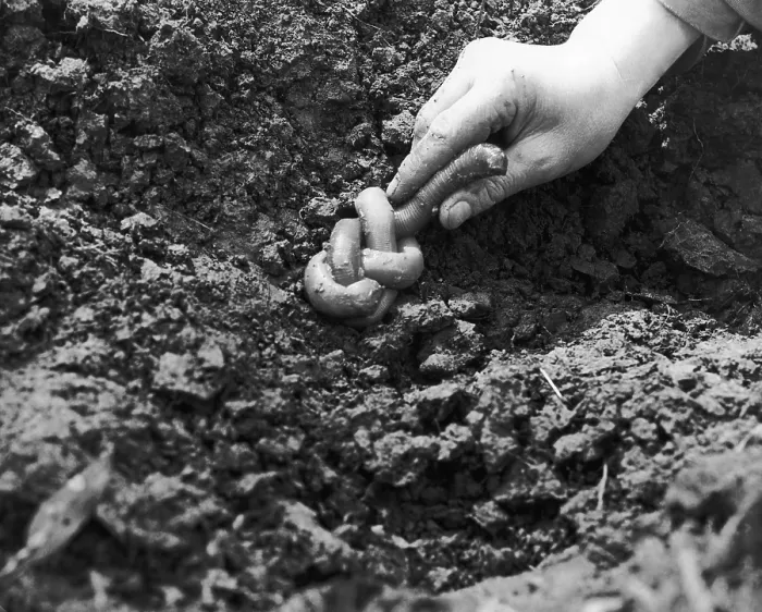 Framed Print : Giant Earthworm Framed Print : Giant Earthworm