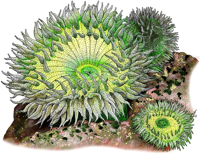 Framed Print : Giant Green Sea Anemone Framed Print : Giant Green Sea Anemone