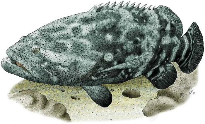 Framed Print : Giant Grouper Framed Print : Giant Grouper
