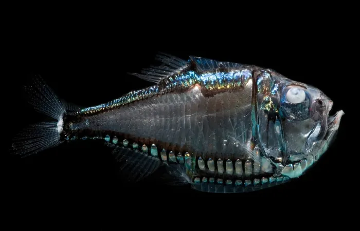 Framed Print : Giant Hatchetfish