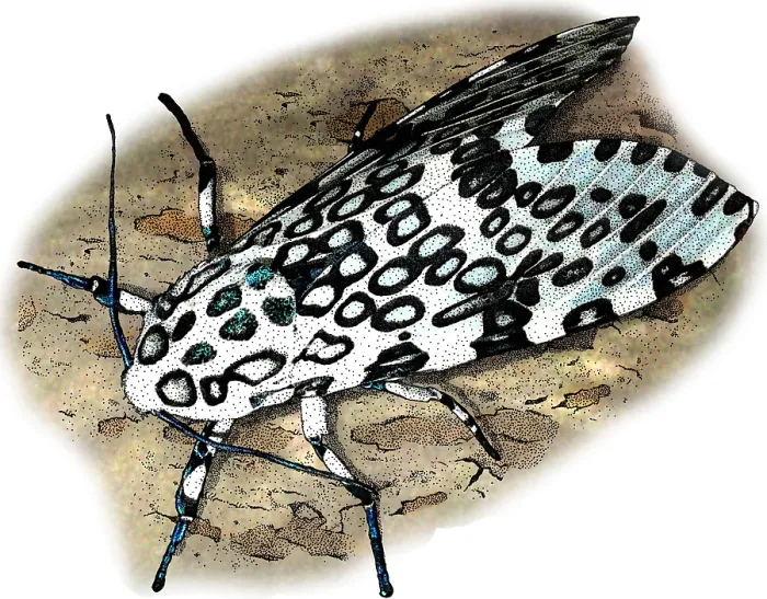 Framed Print : Giant Leopard Moth Framed Print : Giant Leopard Moth