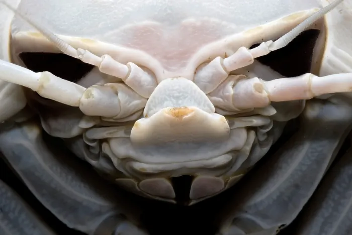 Framed Print : Giant Marine Isopod Framed Print : Giant Marine Isopod