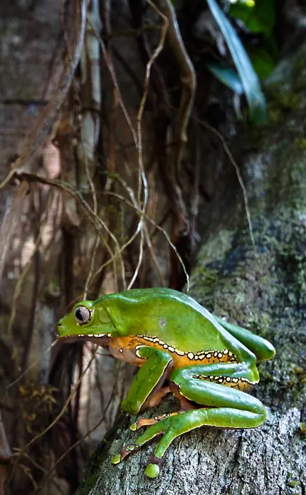 Framed Print : Giant monkey frog (Phyllomedusa bicolor) Framed Print : Giant monkey frog (Phyllomedusa bicolor)