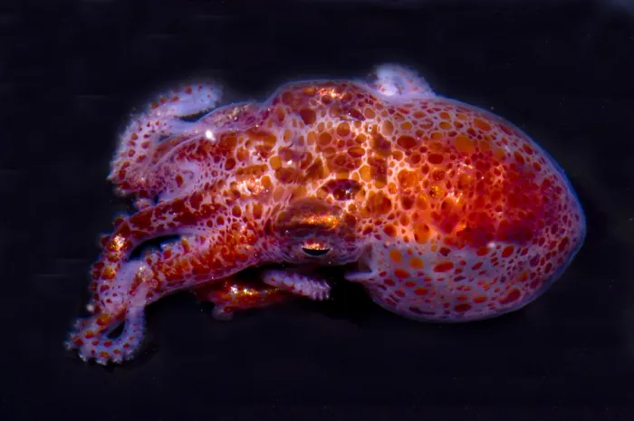 Framed Print : Giant Pacific Octopus Framed Print : Giant Pacific Octopus
