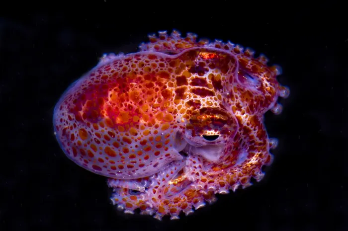 Framed Print : Giant Pacific Octopus Framed Print : Giant Pacific Octopus