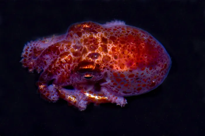 Framed Print : Giant Pacific Octopus Framed Print : Giant Pacific Octopus