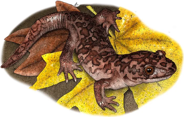 Framed Print : Giant Pacific Salamander