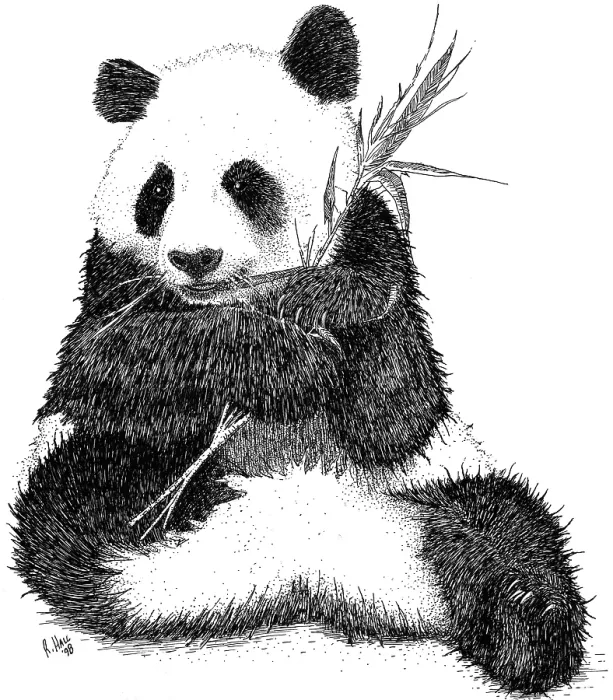 Framed Print : Giant Panda Framed Print : Giant Panda