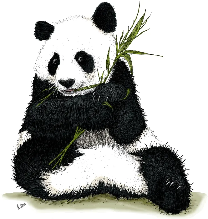 Framed Print : Giant Panda Framed Print : Giant Panda