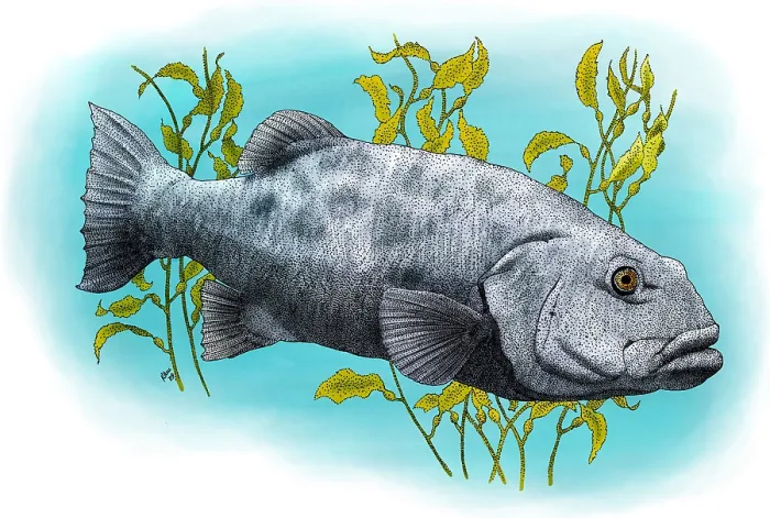 Framed Print : Giant Sea Bass