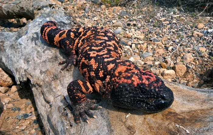Framed Print : Gila Monster Framed Print : Gila Monster