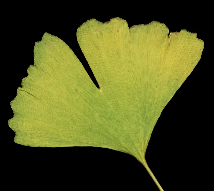 Framed Print : Ginkgo Leaf Framed Print : Ginkgo Leaf