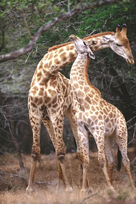 Framed Print : Giraffe. South African giraffes (Giraffa camelopardalis giraffa) necking in South Africa