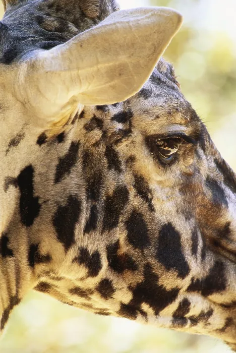 Framed Print : Giraffe Head