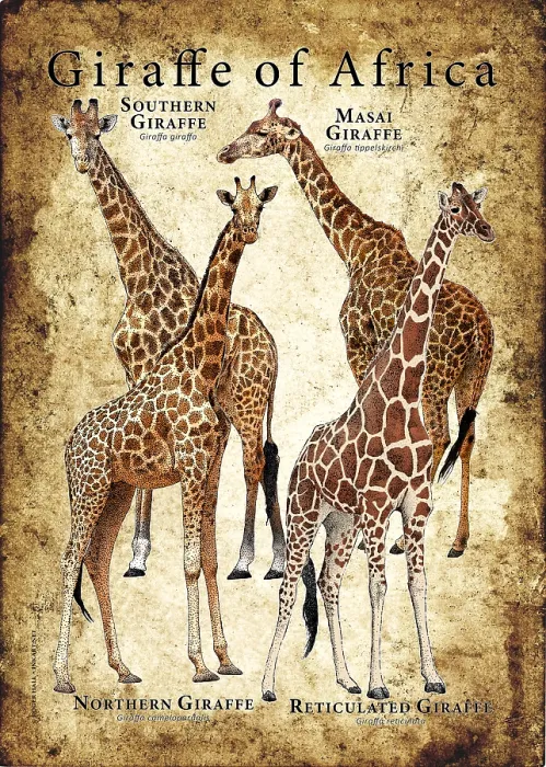Framed Print : Giraffes of Africa