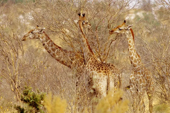 Framed Print : Giraffes, Okavango River Delta