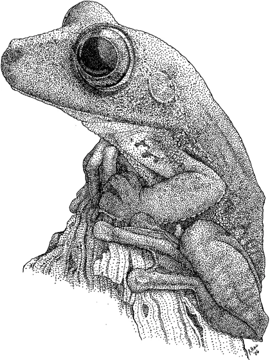Framed Print : Gladiator Treefrog Framed Print : Gladiator Treefrog