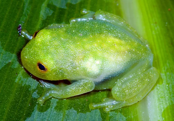 Framed Print : Glass Frog Framed Print : Glass Frog