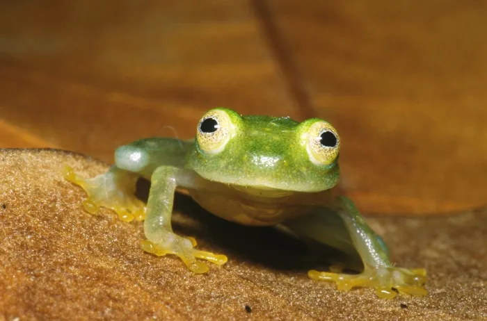 Framed Print : Glass Frog Framed Print : Glass Frog