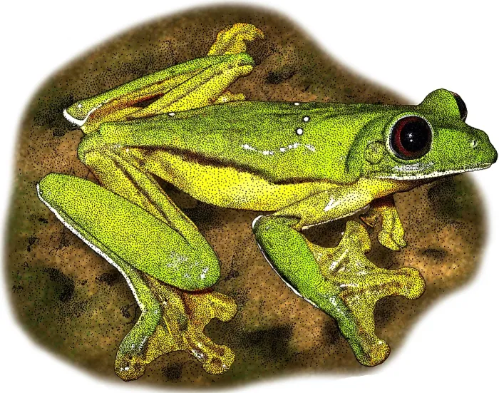 Framed Print : Gliding Tree Frog, Illustration Framed Print : Gliding Tree Frog, Illustration