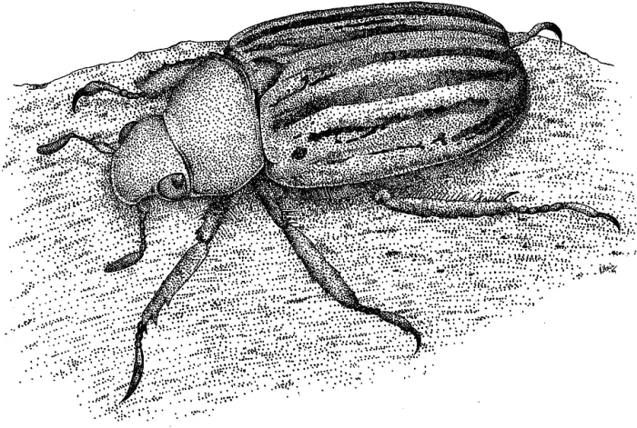 Framed Print : Glorious Beetle Framed Print : Glorious Beetle