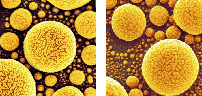 Framed Print : Gold Atoms, SEM vs. SHIM Framed Print : Gold Atoms, SEM vs. SHIM