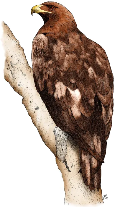Framed Print : Golden Eagle Framed Print : Golden Eagle