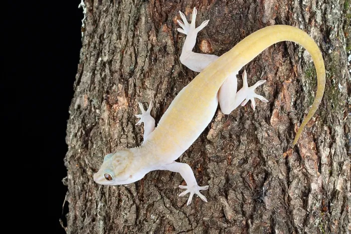 Framed Print : Golden Gecko (Gekko badenii) Framed Print : Golden Gecko (Gekko badenii)