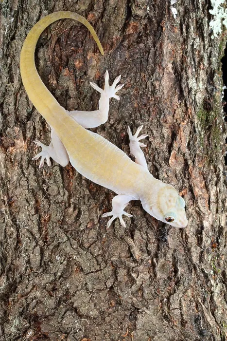 Framed Print : Golden Gecko (Gekko badenii) Framed Print : Golden Gecko (Gekko badenii)