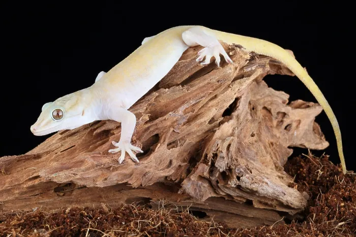 Framed Print : Golden Gecko (Gekko badenii) Framed Print : Golden Gecko (Gekko badenii)