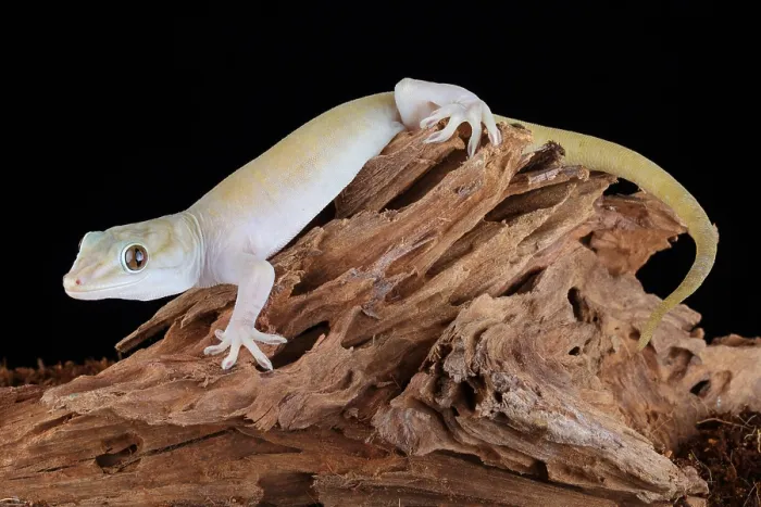 Framed Print : Golden Gecko (Gekko badenii)