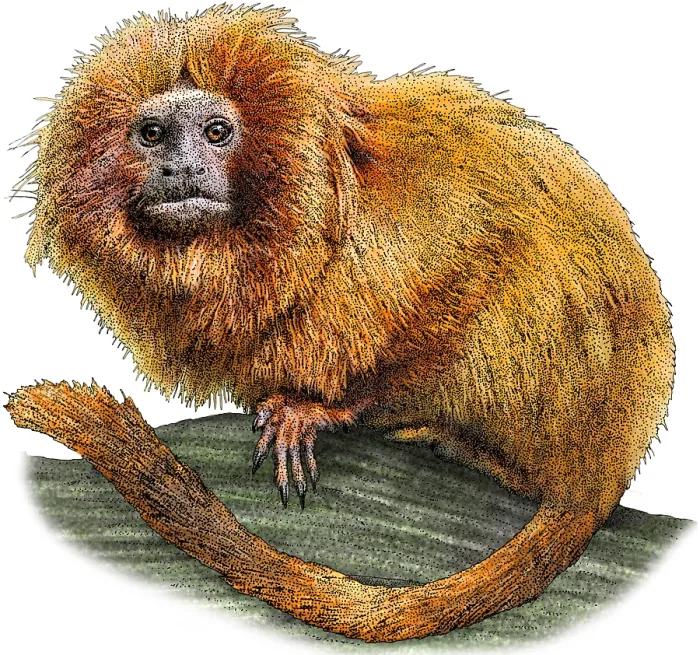 Framed Print : Golden Lion Tamarin