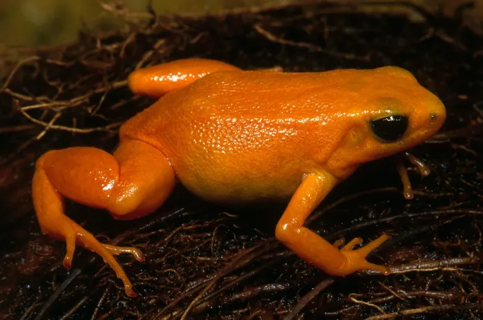 Framed Print : Golden Mantella Framed Print : Golden Mantella