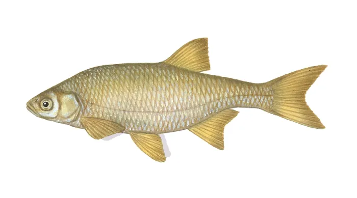 Framed Print : Golden Shiner Fish, Illustration