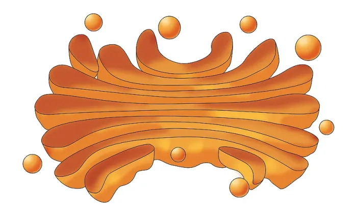 Framed Print : Golgi Apparatus, Illustration Framed Print : Golgi Apparatus, Illustration