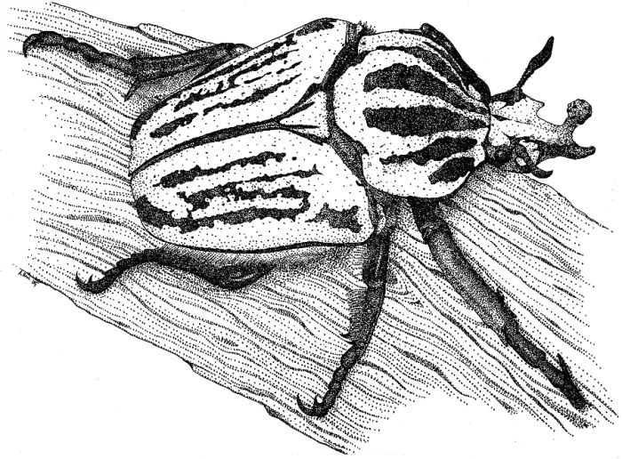 Framed Print : Goliath Beetle Framed Print : Goliath Beetle