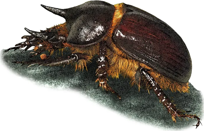 Framed Print : Gopher Beetle, Illustration Framed Print : Gopher Beetle, Illustration