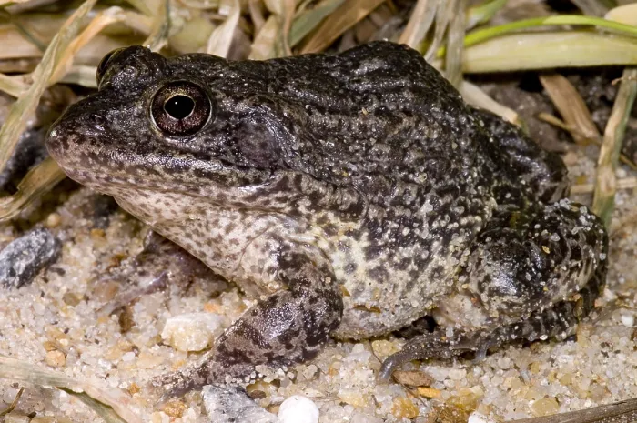 Framed Print : Gopher Frog Framed Print : Gopher Frog