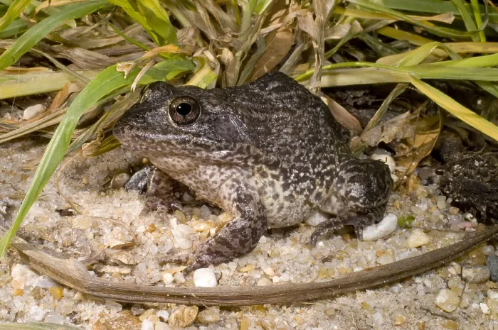 Framed Print : Gopher Frog Framed Print : Gopher Frog