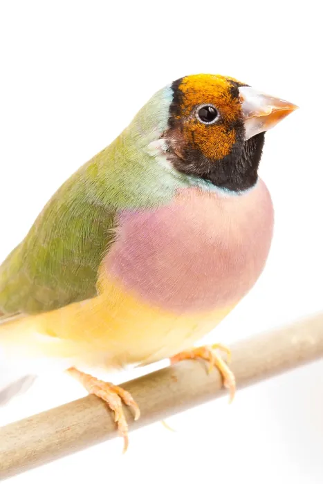 Framed Print : Gouldian Finch (Erythrura gouldiae) on perch Framed Print : Gouldian Finch (Erythrura gouldiae) on perch