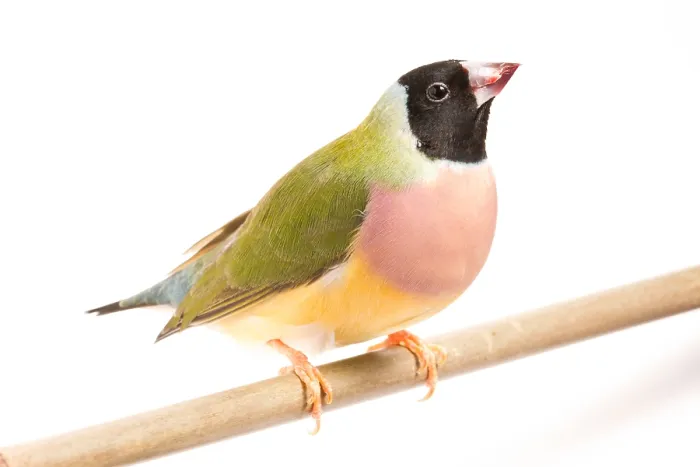 Framed Print : Gouldian Finch (Erythrura gouldiae) on perch