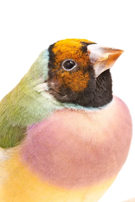 Framed Print : Gouldian Finch (Erythrura gouldiae) Portrait Framed Print : Gouldian Finch (Erythrura gouldiae) Portrait