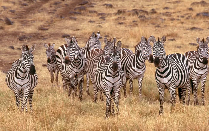 Framed Print : Grant's Zebra (Equus burchelli boehmi)