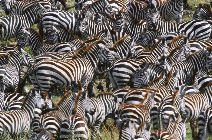Framed Print : Grant's Zebra herd, Masai Mara Framed Print : Grant's Zebra herd, Masai Mara