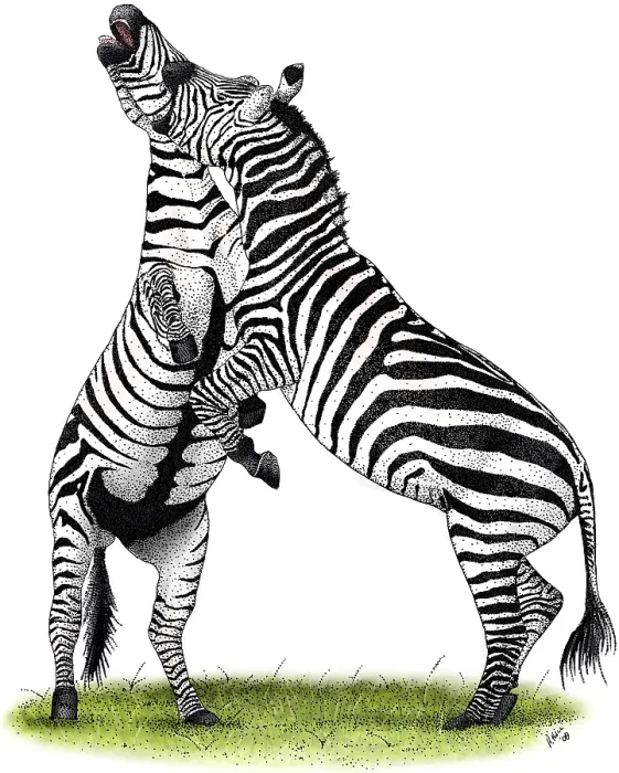 Framed Print : Grant's Zebras