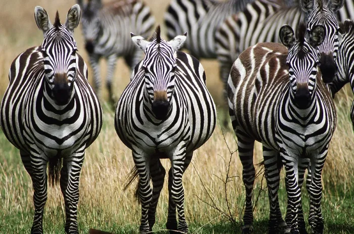 Framed Print : Grant's Zebras, Tanzania Framed Print : Grant's Zebras, Tanzania