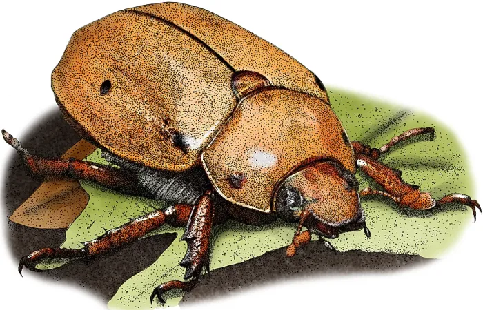 Framed Print : Grapevine Beetle, Illustration Framed Print : Grapevine Beetle, Illustration